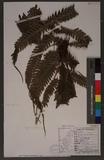 Pteris linearis Poir. T߻