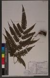 Pteris linearis Poir. T߻