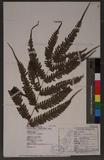 Pteris linearis Poir. T߻