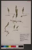 Hymenophyllum barbatum (v. d. Bosch) Bak. تF