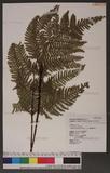 Dryopteris formosana (Christ) C. Chr. OW