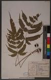 Pteris linearis Poir. T߻