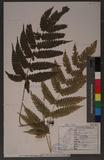 Pteris linearis Poir. T߻