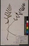 Tapeinidium pinnatum (Cav.) C. Chr. var. biserratum (Blume) Shieh GйF俹