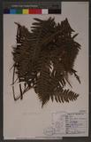 Pteris tokioi Masamune a