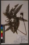 Pteris tokioi Masamune a