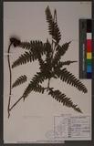 Pteris tokioi Masamune a