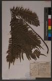 Pteris tokioi Masamune a