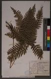 Pteris tokioi Masamune a