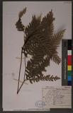 Pteris tokioi Masamune a