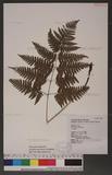 Dryopteris polita Rosenst. OF