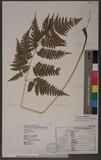 Dryopteris polita Rosenst. OF