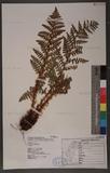 Dryopteris