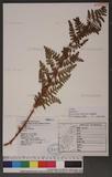 Dryopteris