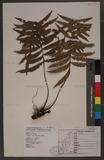 Plagiogyria adnata (Blume) Bedd. F