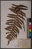 Dryopteris dickinsii (Fr. et Sau.) C. Chr. U