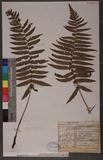 Dryopteris atrata (Wall.) Ching 