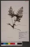 Crepidomanes maximum (Blume) K. Iwats j