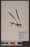 Loxogramme salicifolia (Makino) Makino hC