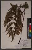 Pteris tokioi Masamune a