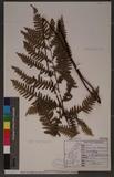 Pteris tokioi Masamune a