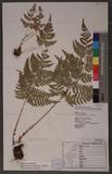 Dryopteris lacera (Thunb.) Ktze. G