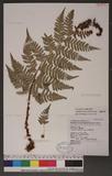 Dryopteris lacera (Thunb.) Ktze. G