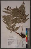 Dryopteris lacera (Thunb.) Ktze. G