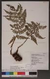 Dryopteris lacera (Thunb.) Ktze. G