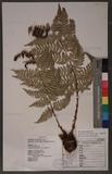 Dryopteris lacera (Thunb.) Ktze. G