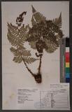 Dryopteris lacera (Thunb.) Ktze. G