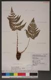 Dryopteris lacera (Thunb.) Ktze. G