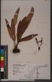 Elaphoglossum pendulifolium Tagawa ޿