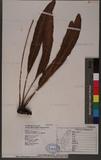Elaphoglossum lepidopodum C. Chr. ex Ogata OW޿