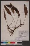 Elaphoglossum angulatum (Blume) Moore z޿