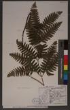 Pteris tokioi Masamune a