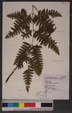 Pteris tokioi Masamune a