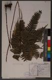 Pteris tokioi Masamune a