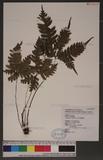 Pteris tokioi Masamune a