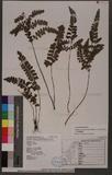 Lindsaea orbiculata (Lam.) Mett. var. recedens (Ching) Shieh T