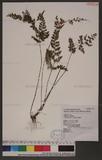 Lindsaea orbiculata (Lam.) Mett. var. deltoidea Wu 
