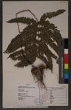 Pteris linearis Poir. T߻