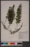 Hymenophyllum badium Hook. F
