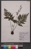 Athyrium goeringianum (Kunze) Moore Ӹ\