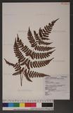 Dryopteris sparsa (Don) Ktze. 