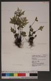 Cheilanthes argentea (Gmel.) Kunze ¤߿