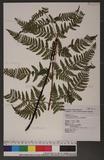 Dryopteris sparsa (Don) Ktze. 