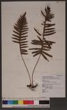 Polypodium raishanense Rosenst. js