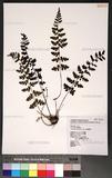 Athyrium anisopterum Christ J\