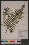 Polypodium amoenum Wall. ss